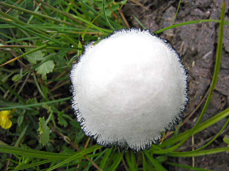 Primi due funghi Abruzzo quota  1400 circa m slm